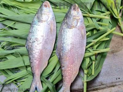 என்னது.. 1¼ கிலோ மீன் விலை ரூ.15 ஆயிரமா? புலாசா மீனின் சிறப்பு என்ன?