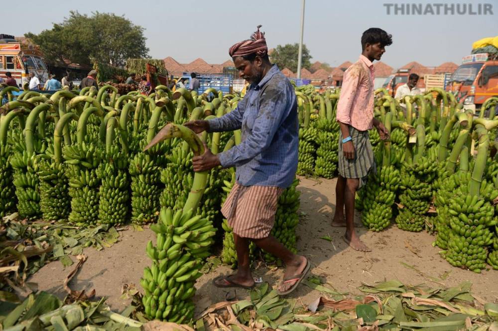 ஆடிப்பெருக்கை முன்னிட்டு வாழைத்தார் விலை உயர்வு: விவசாயிகள் மகிழ்ச்சி