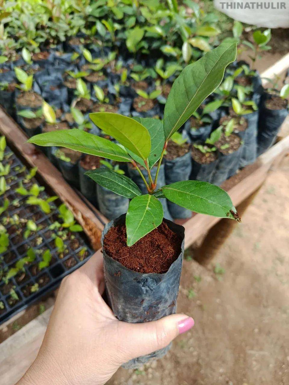 விவசாயிகளுக்கு இலவச மரக்கன்றுகள் வழங்கல்: விளாத்திகுளம் விவசாயிகள் முன்பதிவு செய்ய அழைப்பு*