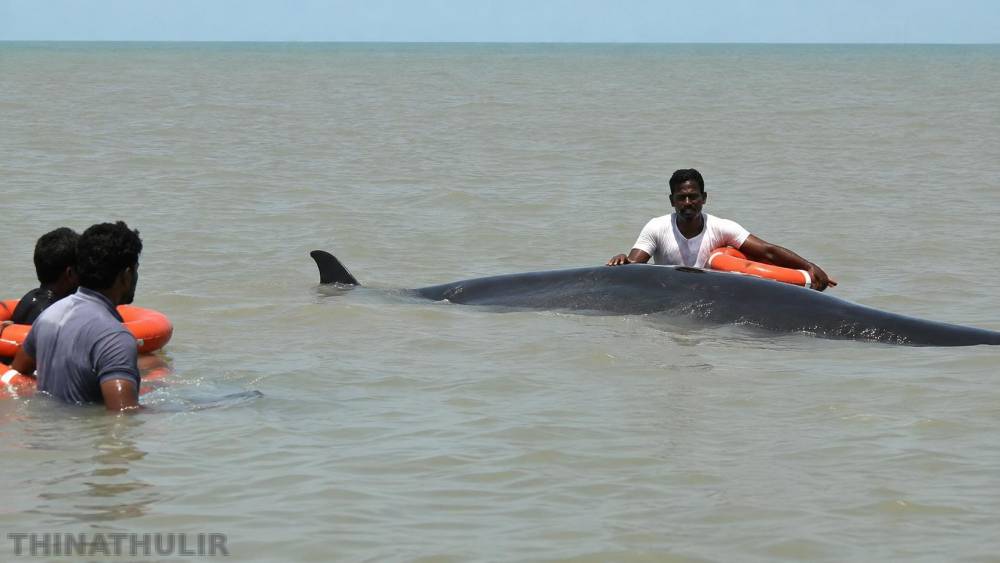 முத்துப்பேட்டை அலையாத்தி காடுகளில் கரை ஒதுங்கிய 3 டன் திமிங்கலம் பத்திரமாக மீட்பு!