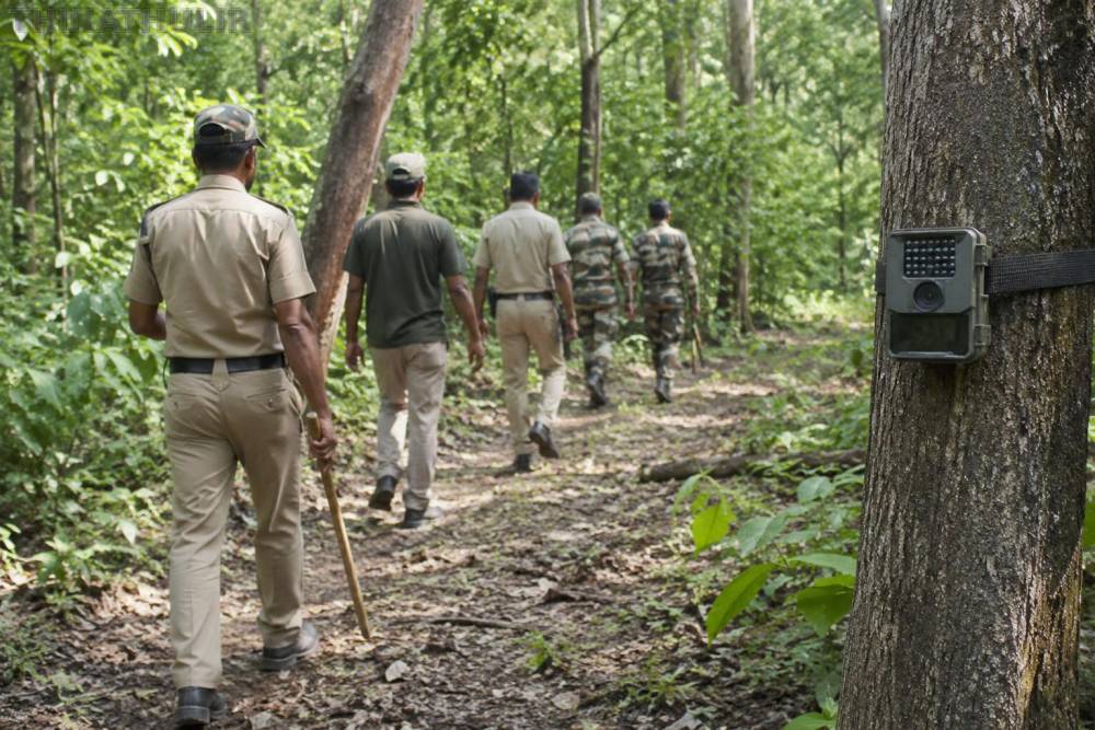 நீலகிரி: தொழிலாளியை கொன்ற புலியை பிடிக்க தீவிர தேடுதல் வேட்டை