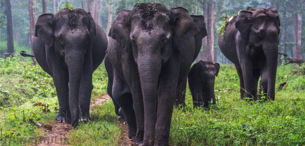 தமிழகக் காடுகளில் 3,170 யானைகள்; பாதுகாப்பில் அரசு தீவிரம்