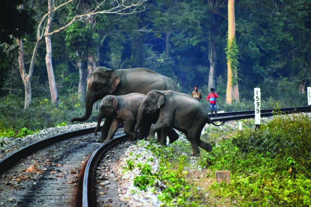தண்டவாளத்தைக் கடக்க முயன்றபோது ரெயில் மோதி தாய் யானையும் குட்டியும் உயிரிழப்பு