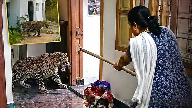 பட்டாசு சத்தத்தால் வீட்டுக்குள் புகுந்த சிறுத்தை; தனி ஆளாக விரட்டிய 60 வயது பெண்