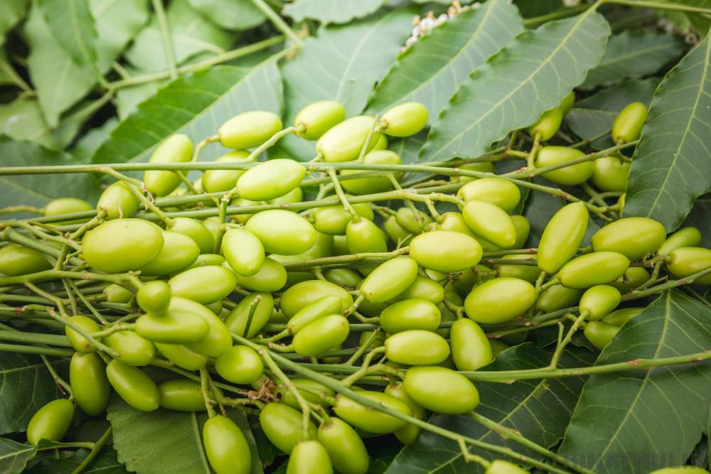 வெளிநாடுகளுக்கு ஏற்றுமதியாகும் வேப்பமுத்துகள்..!