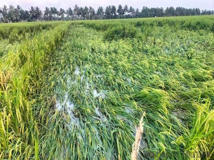 திருவாரூரில் கனமழை: அறுவடைக்கு தயாராக இருந்த 500 ஏக்கர் நெற்பயிர்கள் நீரில் மூழ்கி சேதம்
