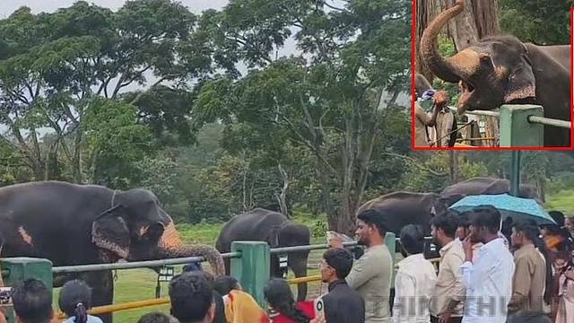 முதுமலை யானைகள் முகாமில் குவிந்த சுற்றுலா பயணிகள்
