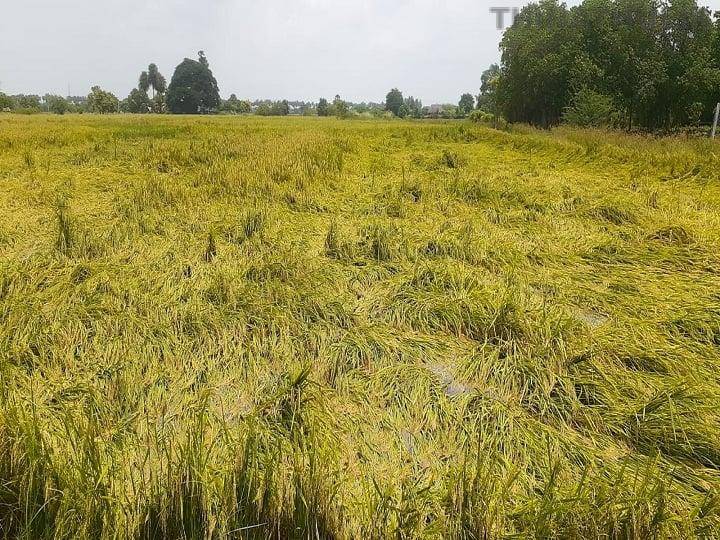 திருவாரூரில் கனமழை: அறுவடைக்கு தயாரான 2,000 ஏக்கர் நெற்பயிர்கள் நீரில் மூழ்கி சேதம்