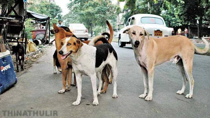 தெரு நாய்களை கருணைக் கொலை செய்ய கேரள அரசு அனுமதி
