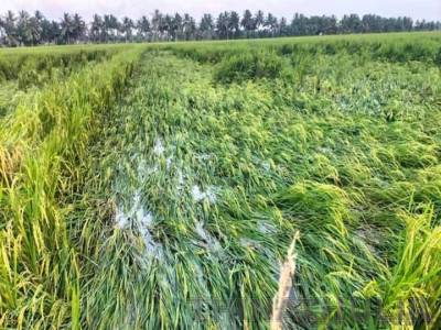 திருவாரூரில் கனமழை: அறுவடைக்கு தயாராக இருந்த 500 ஏக்கர் நெற்பயிர்கள் நீரில் மூழ்கி சேதம்