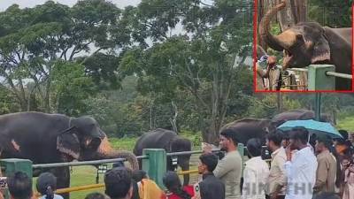 முதுமலை யானைகள் முகாமில் குவிந்த சுற்றுலா பயணிகள்