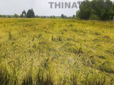 திருவாரூரில் கனமழை: அறுவடைக்கு தயாரான 2,000 ஏக்கர் நெற்பயிர்கள் நீரில் மூழ்கி சேதம்