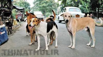 தெரு நாய்களை கருணைக் கொலை செய்ய கேரள அரசு அனுமதி