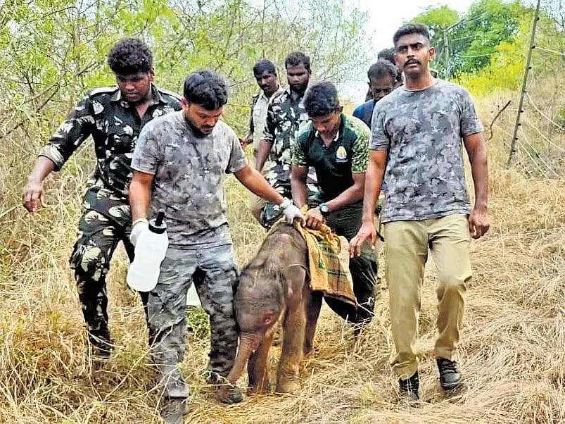 அணை பகுதியில் மயங்கிய நிலையில் கண்டெடுக்கப்பட்ட குட்டி யானை உயிரிழப்பு