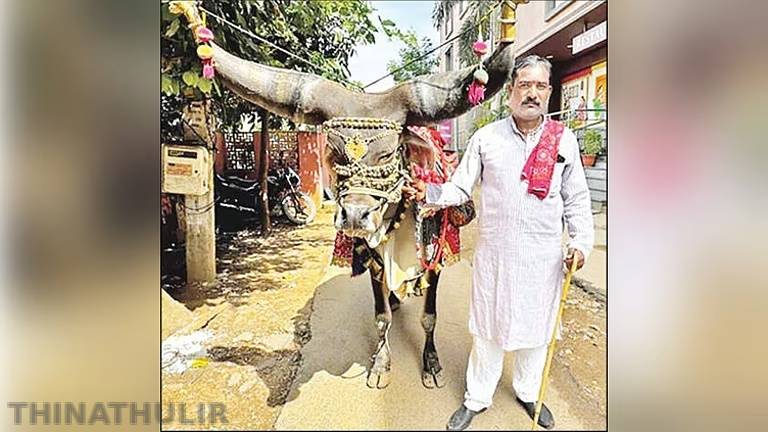 நீண்ட கொம்புகளுடன் காளையை அழைத்து திருப்பதிக்கு நடைபயணம் மேற்கொண்ட பக்தர்