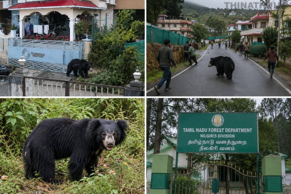 கோத்தகிரி குடியிருப்பு பகுதிக்குள் புகுந்த கரடி; பொதுமக்கள் பீதியில்
