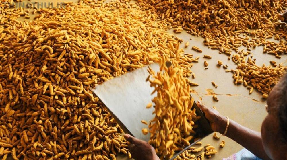 ஒரு மாதமாக அதிகரித்து வந்த மஞ்சள் விலை திடீர் சரிவு: என்ன காரணம்?
