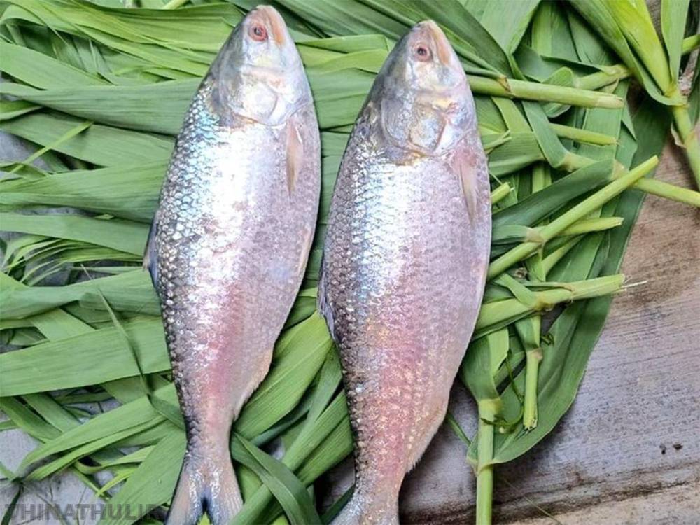 என்னது.. 1¼ கிலோ மீன் விலை ரூ.15 ஆயிரமா? புலாசா மீனின் சிறப்பு என்ன?