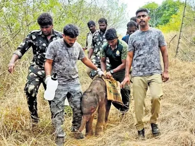 அணை பகுதியில் மயங்கிய நிலையில் கண்டெடுக்கப்பட்ட குட்டி யானை உயிரிழப்பு