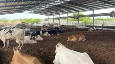 11 நவீன மாடுகள் காப்பகங்களில் 980 மாடுகள் பராமரிப்பு