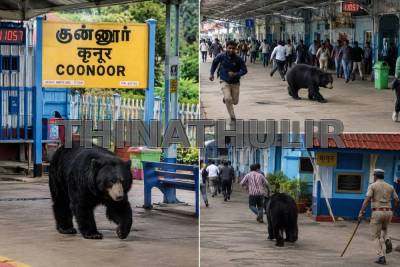 குன்னூர்: ரெயில் நிலையத்திற்குள் புகுந்த கரடி..