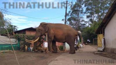 கேரளாவில் உணவு தேடி ரேஷன் கடைக்குள் புகுந்த காட்டு யானை; அரிசி மூட்டைகள் சேதம்