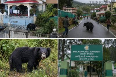 கோத்தகிரி குடியிருப்பு பகுதிக்குள் புகுந்த கரடி; பொதுமக்கள் பீதியில்