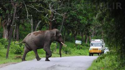 சாலையில் சுற்றித்திரிந்த காட்டு யானை: வாகனங்களை விரட்டியதால் பரபரப்பு, போக்குவரத்து தடை