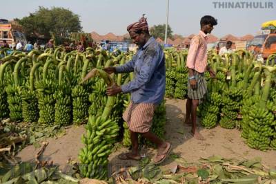ஆடிப்பெருக்கை முன்னிட்டு வாழைத்தார் விலை உயர்வு: விவசாயிகள் மகிழ்ச்சி