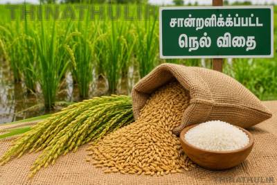 நெல் விதை உற்பத்தி, விநியோக மானியத்திற்கு சிறப்புத் திட்டம்: ரூ.34.72 கோடி மாநில நிதி ஒதுக்கீடு