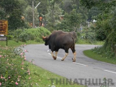 திண்டுக்கல்: கிராமத்துக்குள் புகுந்த காட்டெருமையால் பொதுமக்கள் அச்சம்