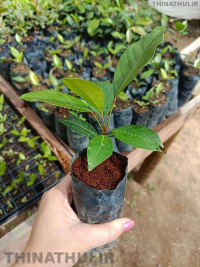 விவசாயிகளுக்கு இலவச மரக்கன்றுகள் வழங்கல்: விளாத்திகுளம் விவசாயிகள் முன்பதிவு செய்ய அழைப்பு*