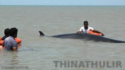 முத்துப்பேட்டை அலையாத்தி காடுகளில் கரை ஒதுங்கிய 3 டன் திமிங்கலம் பத்திரமாக மீட்பு!