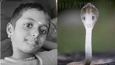 வீட்டில் விளையாடியபோது சோகம்: பாம்பு கடித்து 8 வயது சிறுவன் உயிரிழப்பு