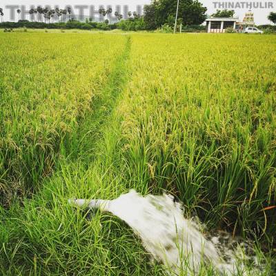 பயிர்க்கடன் தள்ளுபடி இல்லாதது ஏமாற்றம்: சவுமியா அன்புமணி