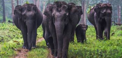 தமிழகக் காடுகளில் 3,170 யானைகள்; பாதுகாப்பில் அரசு தீவிரம்