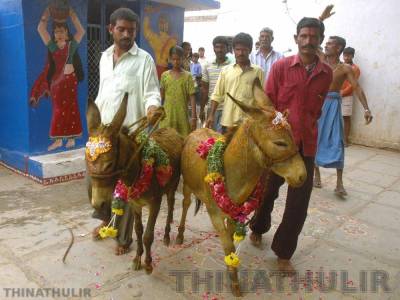 கோவையில் மழை வேண்டி கழுதைகளுக்கு திருமணம் நடத்தி வைத்த கிராம மக்கள்