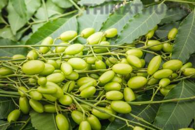 வெளிநாடுகளுக்கு ஏற்றுமதியாகும் வேப்பமுத்துகள்..!