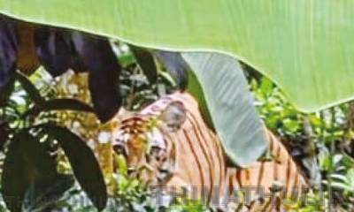 கூடலூர்: ஆட்கொல்லி புலியை பிடிக்க 2 கும்கி யானைகள் முதுமலையில் இருந்து வரவழைப்பு