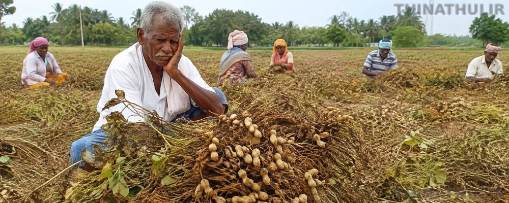கிருஷ்ணகிரி: வறட்சியால் 90% நிலக்கடலை பயிர்கள் சேதம்; விவசாயிகள் கவலை