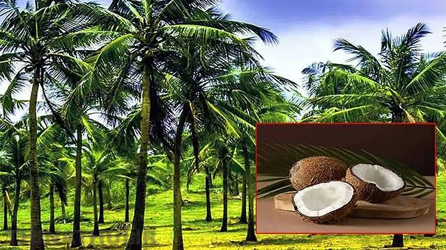 வர்த்தகத்தை மேம்படுத்த புதிய திட்டம்: கேரளத்தில் தேங்காய் பூங்கா!