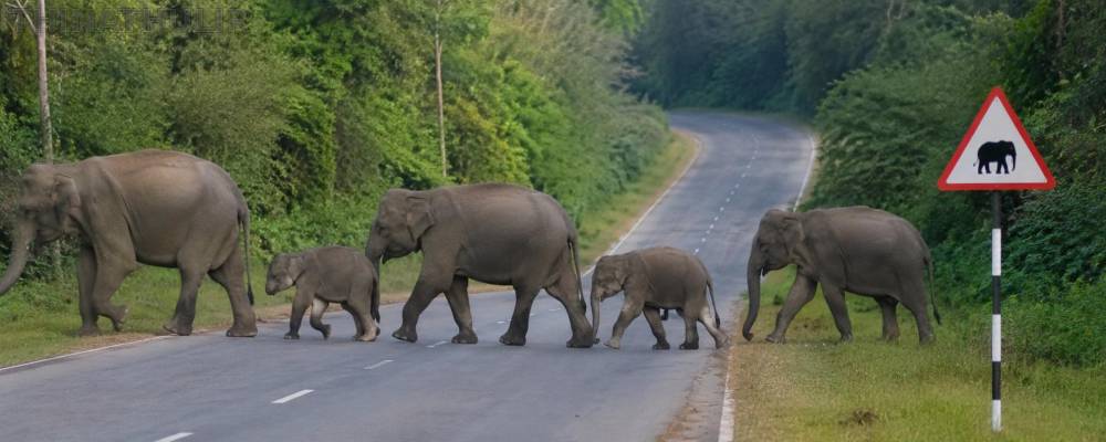தமிழ்நாட்டில் யானைகள் வழித்தடங்களை அடையாளம் காண 3 மாதங்கள் அவகாசம் - ஐகோர்ட்டு உத்தரவு