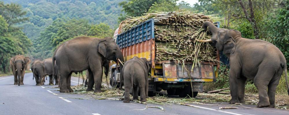 சத்தியமங்கலம் அருகே பழுதான லாரியை சூழ்ந்த யானைகள்: கரும்புகளை ருசித்த காட்சி