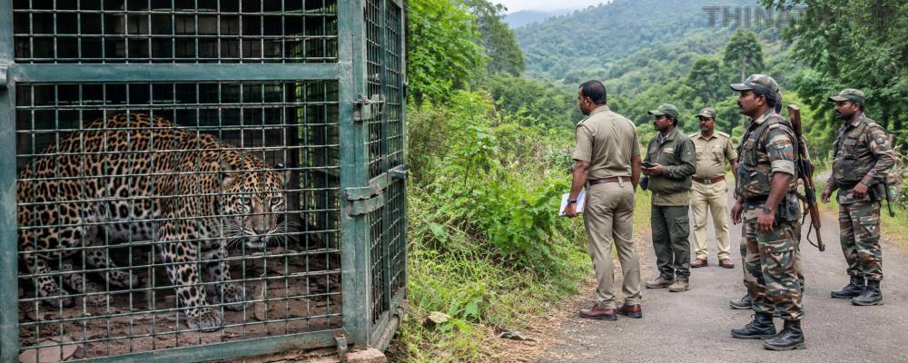 கூண்டு வைத்தது புலிக்காக... சிக்கியது சிறுத்தை! வனத்துறையினர் எச்சரிக்கை
