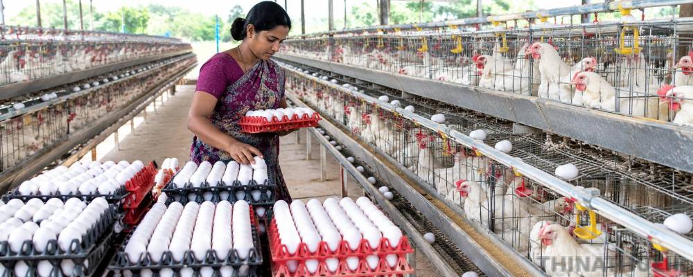 4 நாட்களில் 20 காசுகள் உயர்ந்த முட்டை விலை!