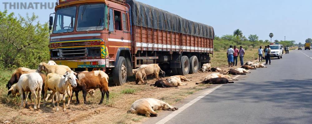 லாரி மோதி 50 செம்மறி ஆடுகள் உயிரிழப்பு - பரமக்குடி அருகே பரிதாபம்