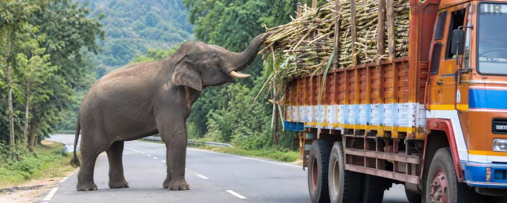 ஈரோடு அருகே கரும்பு லாரியை வழிமறித்த ஒற்றை யானை; விநாயகர் சதுர்த்தி வாழ்த்து தெரிவித்த ஓட்டுநர்