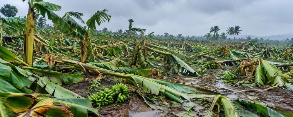 அம்மாபேட்டை பகுதியில் சூறைக்காற்றுடன் மழை: 10 ஆயிரம் வாழைகள் சேதம்