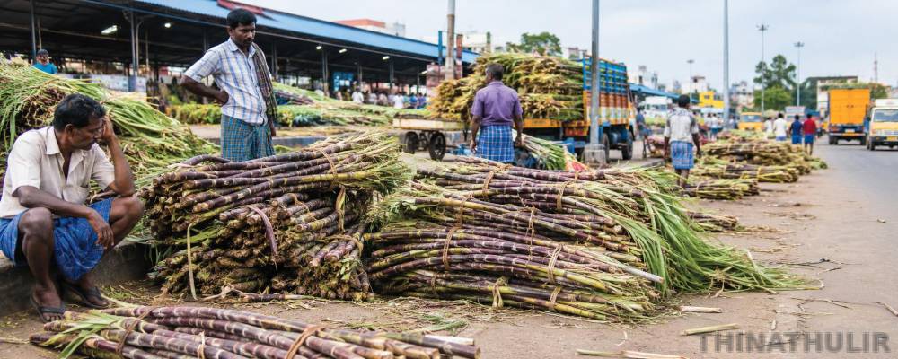 கோயம்பேடு மார்க்கெட்டில் கரும்பு விற்பனை மந்தம்: சாலையோரம் வீசப்பட்ட கட்டுகள்