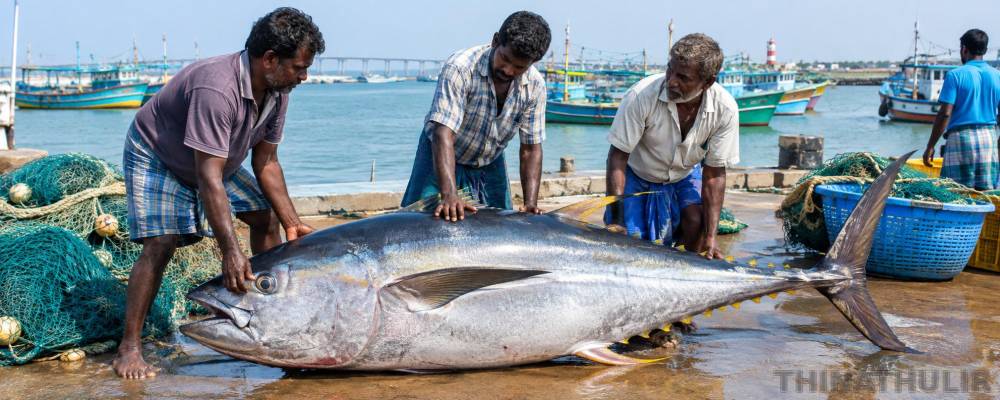 ராமேஸ்வரம்: மீனவர்கள் வலையில் சிக்கிய 112 கிலோ சூரை மீன் - ரூ.22 ஆயிரத்துக்கு விற்பனை